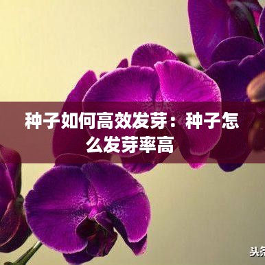 mantianfeiwu 第3页
